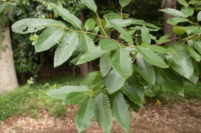 栓皮櫟樹(shù)葉